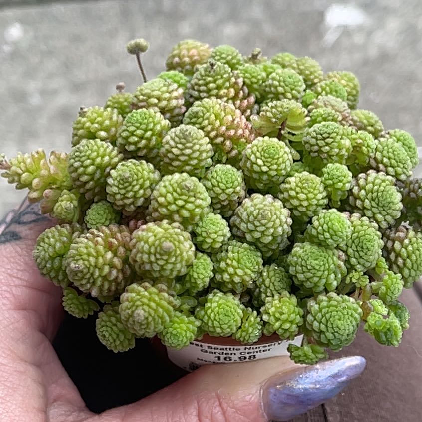 Photo of the plant species Monanthes polyphylla by @shyneonme named Coco on Greg, the plant care app