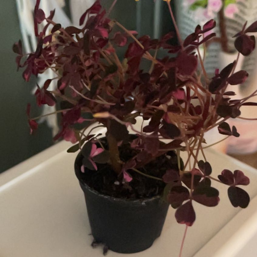 Photo of the plant species Oxalis 'Plum Crazy' by @shyneonme named Curie on Greg, the plant care app