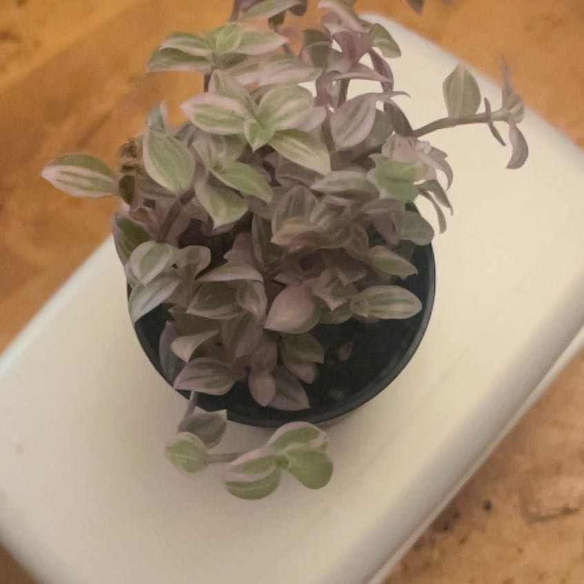 Photo of the plant species Callisia Pink Panther by @shyneonme named Delilah on Greg, the plant care app