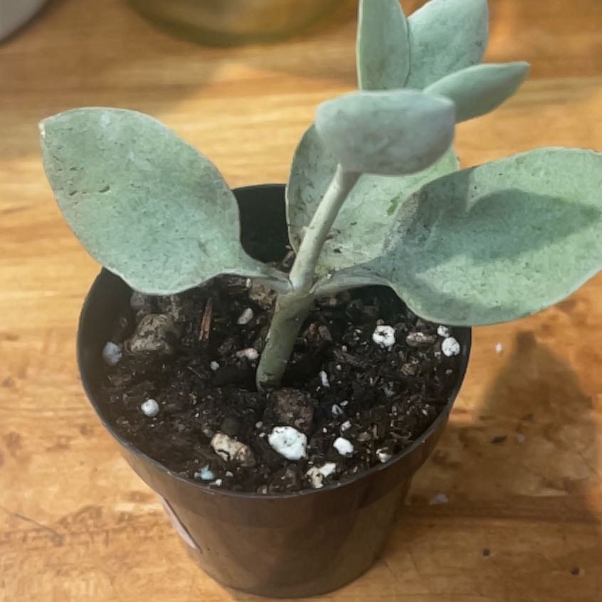 Photo of the plant species Silver Spoon by @shyneonme named Delilah on Greg, the plant care app