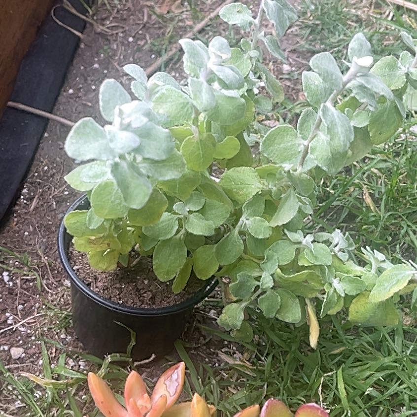 Photo of the plant species Licorice Plant by @shyneonme named Aria on Greg, the plant care app
