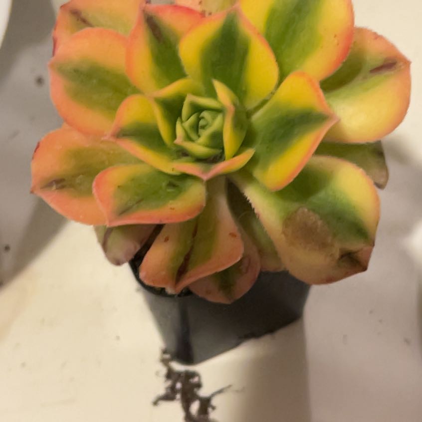 Photo of the plant species Sunburst Aeonium by @shyneonme named Curie on Greg, the plant care app