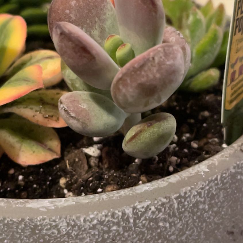 Photo of the plant species Pig's Ear by @shyneonme named Tupot amaroot on Greg, the plant care app
