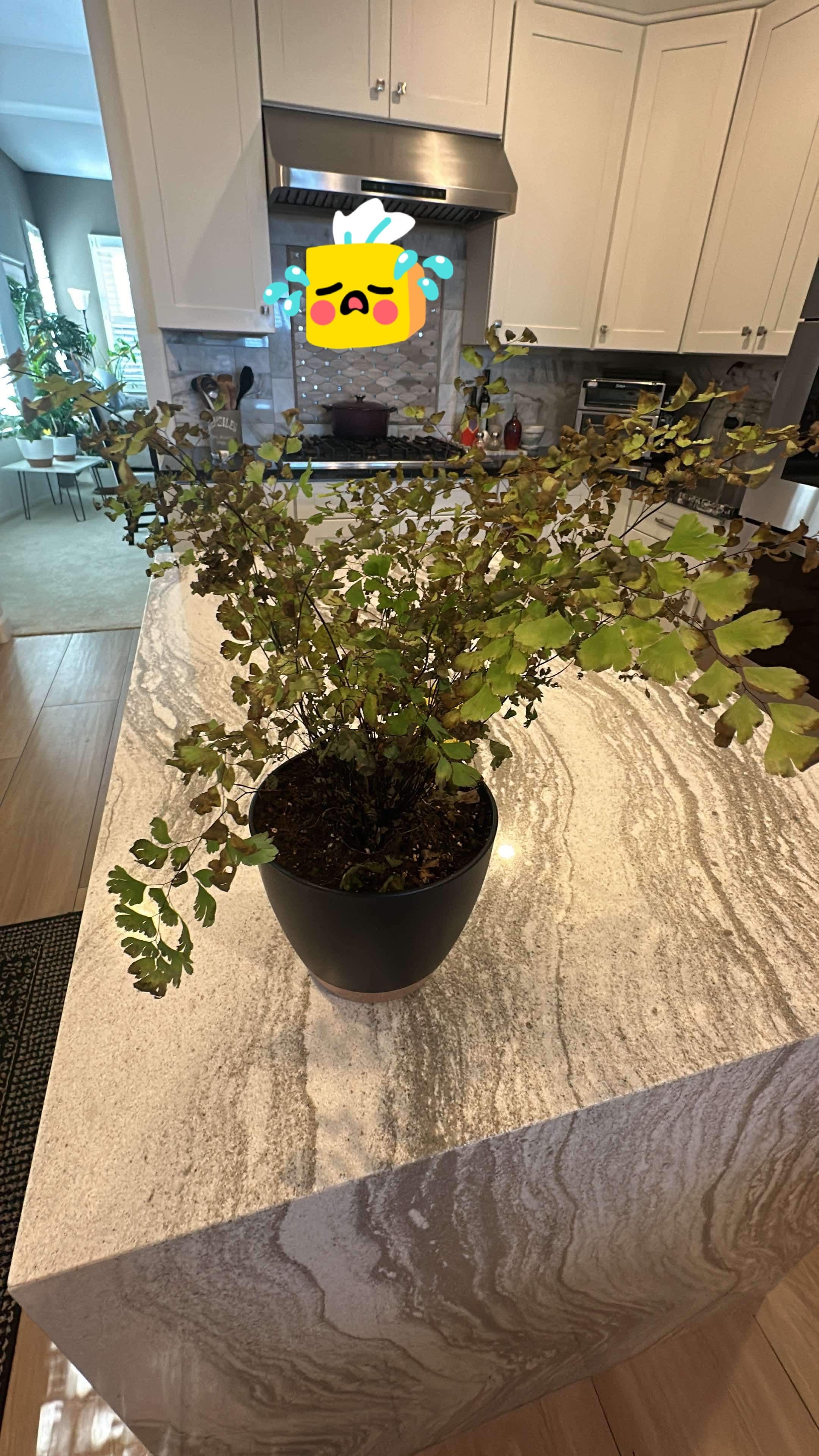 Keep Your Delta Maidenhair Fern Alive Light, Water & Care Instructions