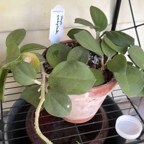 Photo of the plant species hoya pachycleda by @LovehopePlant named Achilles on Greg, the plant care app