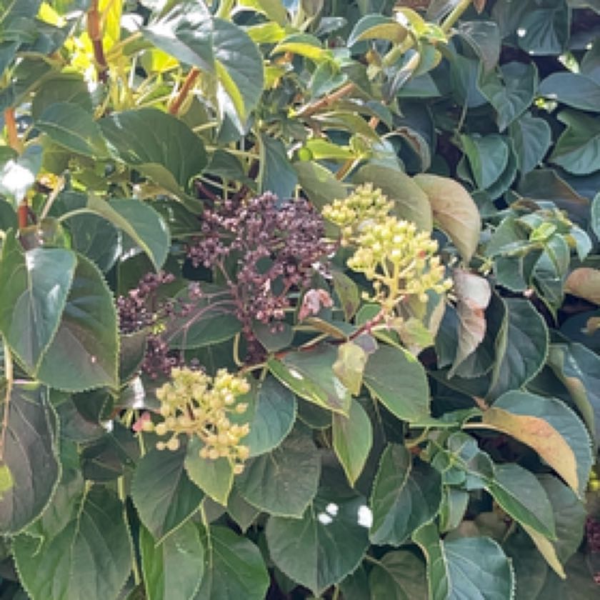 Photo of the plant species climbing hydrangea by @MarvelChangunga named Keanu Leaves on Greg, the plant care app
