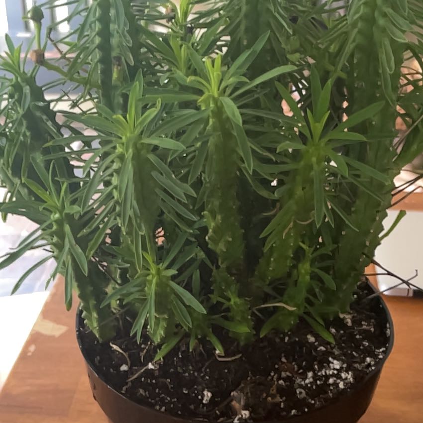 Photo of the plant species Euphorbia loricata by @IdolBridalbroom named Rainier on Greg, the plant care app