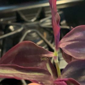 Photo of the plant species Tradescantia Zebrina 'burgundy' by @FancierLilac named Burgundy on Greg, the plant care app