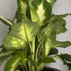 Photo of the plant species Dieffenbachia 'Honeydew' by @FancierLilac named Dumb Cane on Greg, the plant care app