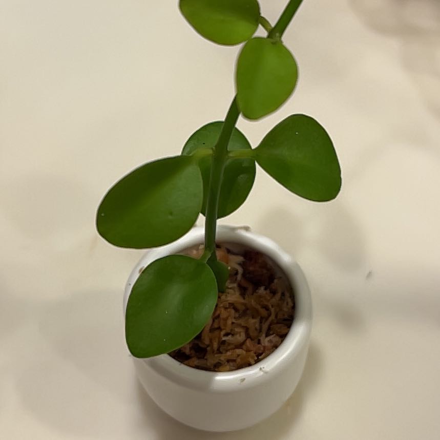 Photo of the plant species Geri dischidia by @FancierLilac named Hamilton on Greg, the plant care app