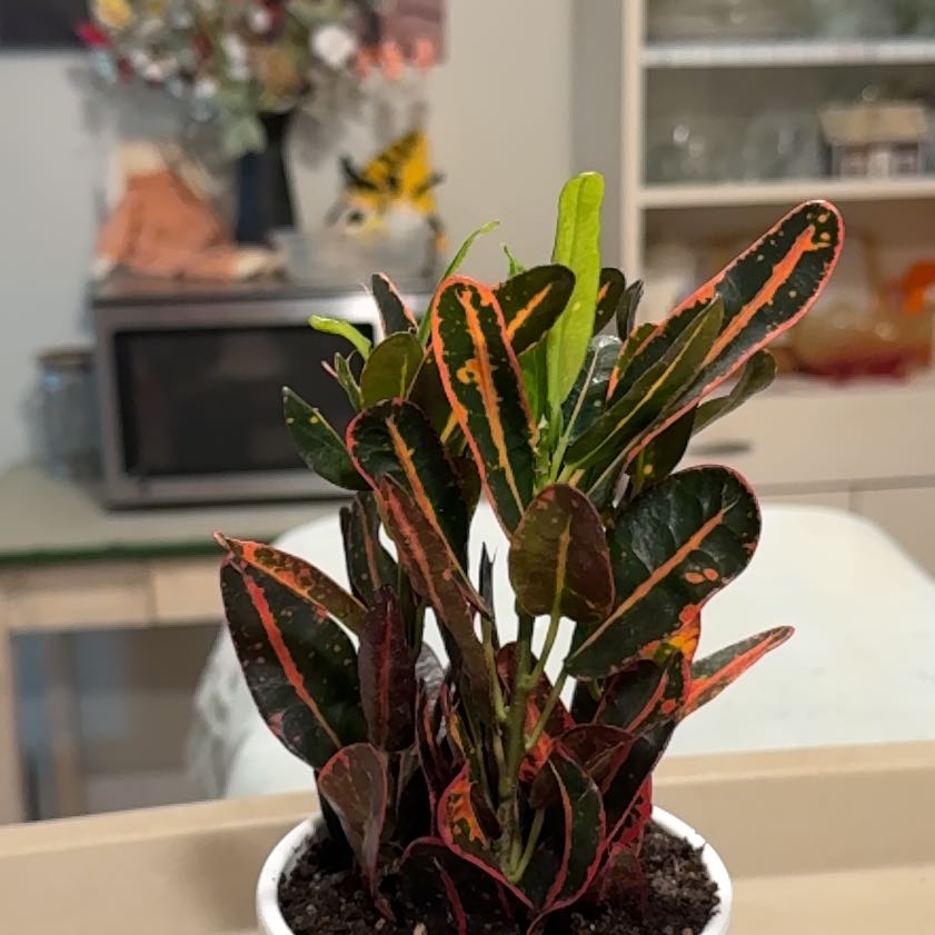 Photo of the plant species Croton Curly Boy by @SacredNeontetra named Tree Diddy on Greg, the plant care app