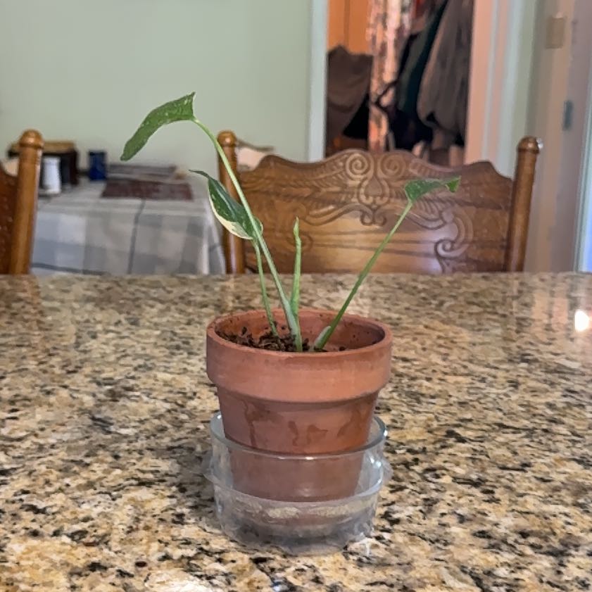 Photo of the plant species Verigated Monstera by @SacredNeontetra named Zeus on Greg, the plant care app