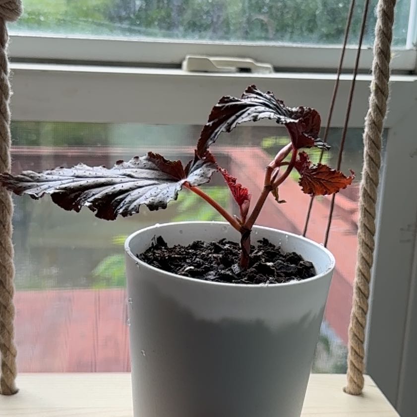 Photo of the plant species Small-Flowered Begonia by @SacredNeontetra named Sherlock on Greg, the plant care app
