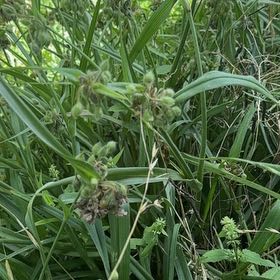 Photo of the plant species Ohio Spiderwort by @SacredNeontetra named Denali on Greg, the plant care app