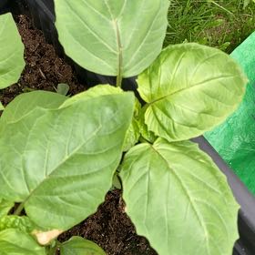 Photo of the plant species Tomatillo by @ForeverLime named Sigmund on Greg, the plant care app