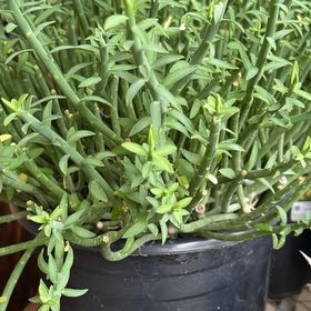 Photo of the plant species Pencil Milkbush by @SaintlyBacchus named Homer on Greg, the plant care app