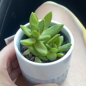 Photo of the plant species dolomite tricolor succulent by @RegalGoatwillow named Drea on Greg, the plant care app