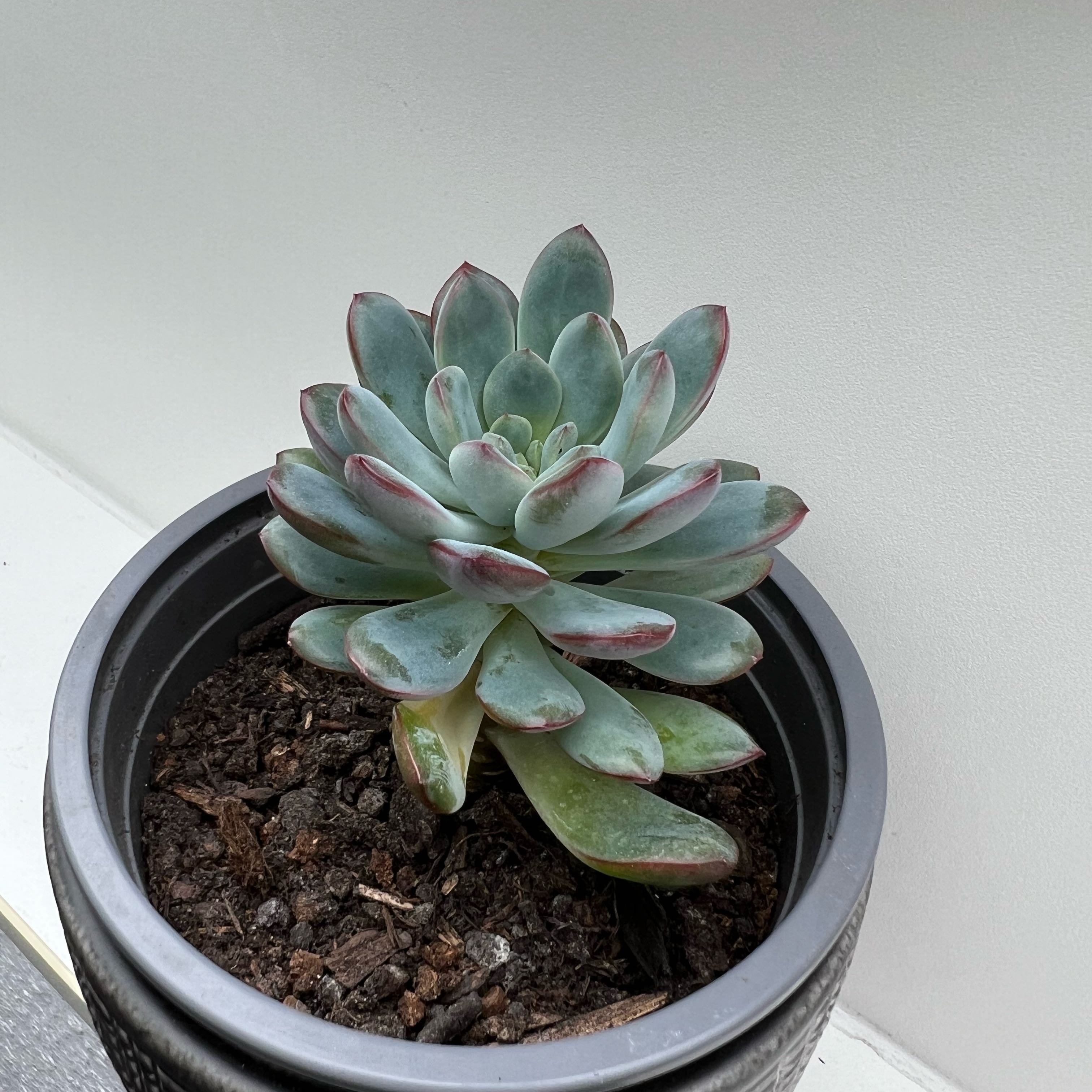 Photo of the plant species Echeveria Aurora by @AgileLilacsage named Fernie Saunders on Greg, the plant care app