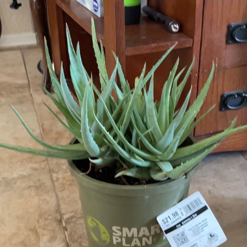 Photo of the plant species Aloe 'Walmsley's Blue' by @MotivatedMum named Tolkien on Greg, the plant care app