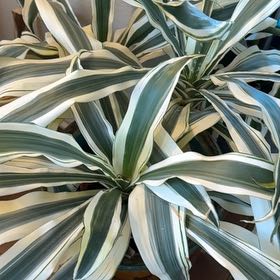 Photo of the plant species Dracaena 'White Aspen' by @FlavorfulBonsai named Athena on Greg, the plant care app