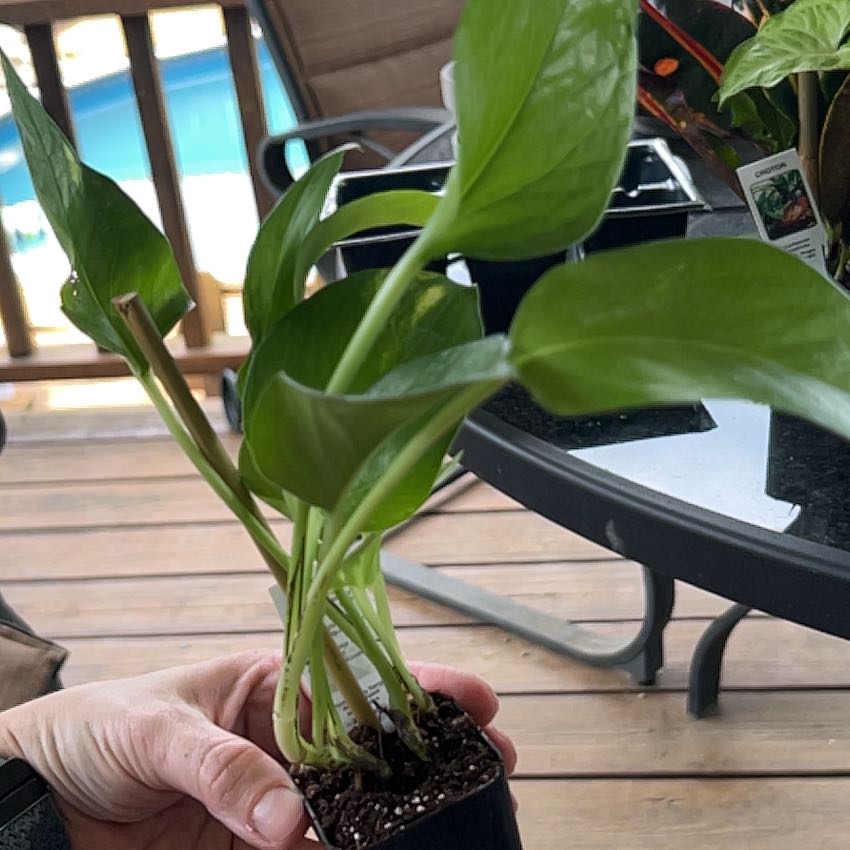 Photo of the plant species Pothos by @ProperlyHenbane named Elle on Greg, the plant care app