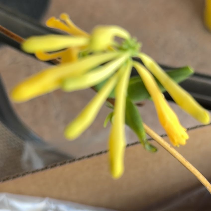 Photo of the plant species Tree Tobacco by @NiftyPiperaceae named Rainier on Greg, the plant care app