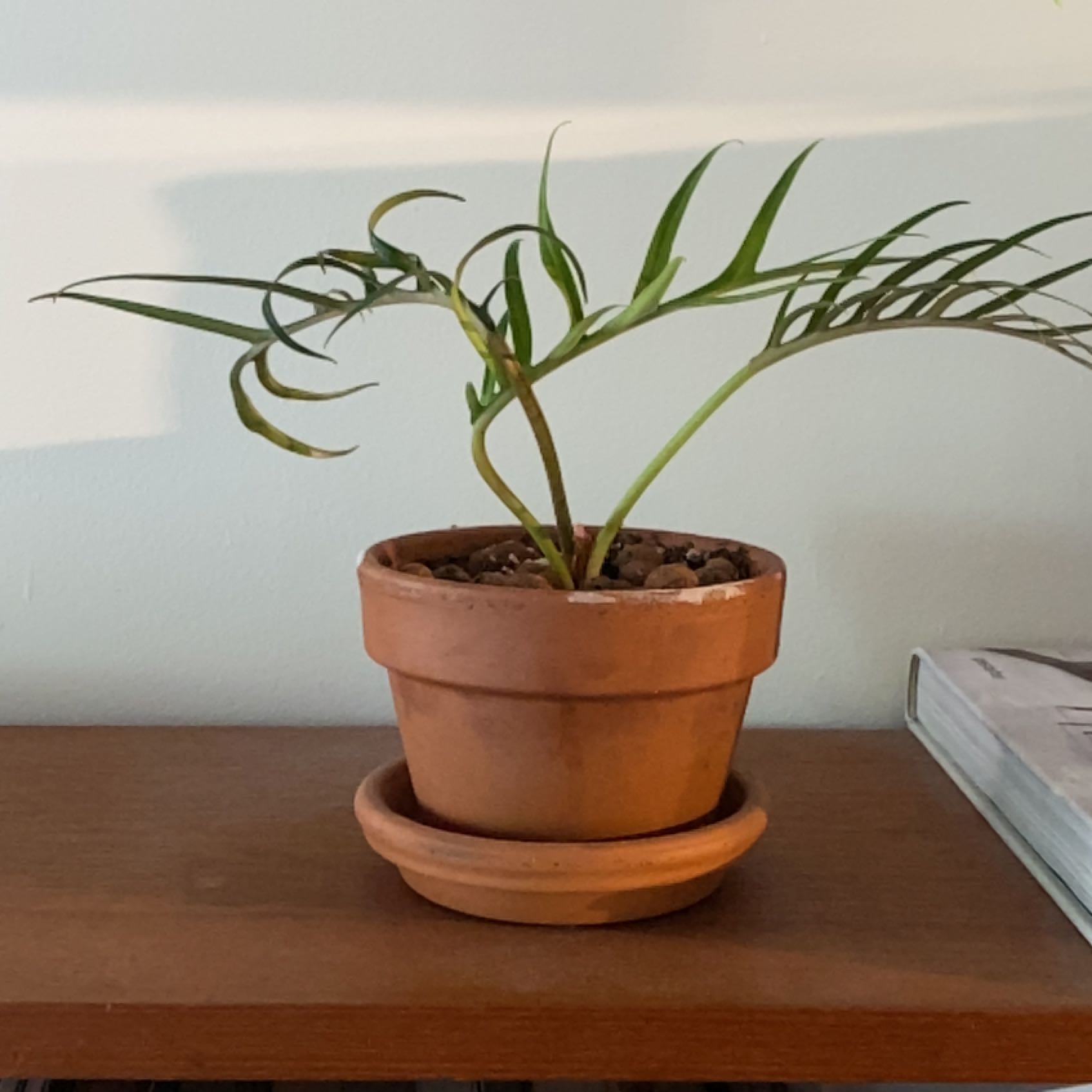 Potted Philodendron tortum plant on a wooden surface, healthy with visible soil.