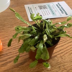 Photo of the plant species Venus Fly Trap (Gremlin) by @UpholderNeslia named Navajo on Greg, the plant care app