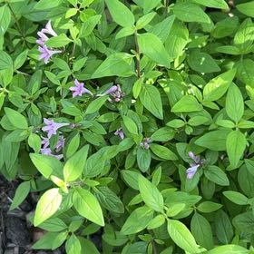 Photo of the plant species Philippine Violet by @VaultingEllisia named Stella on Greg, the plant care app