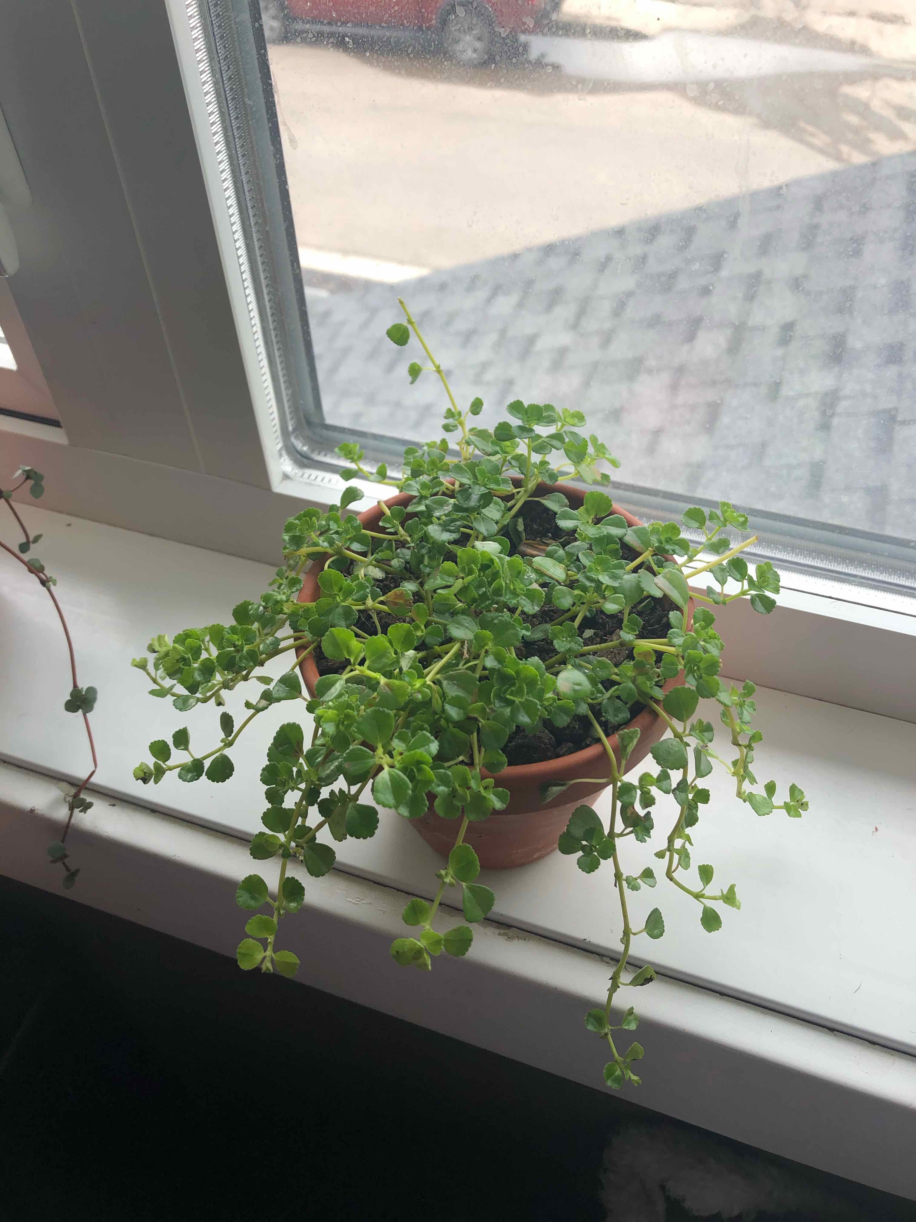 Potted Two-Row Stonecrop plant on a windowsill with green leaves.
