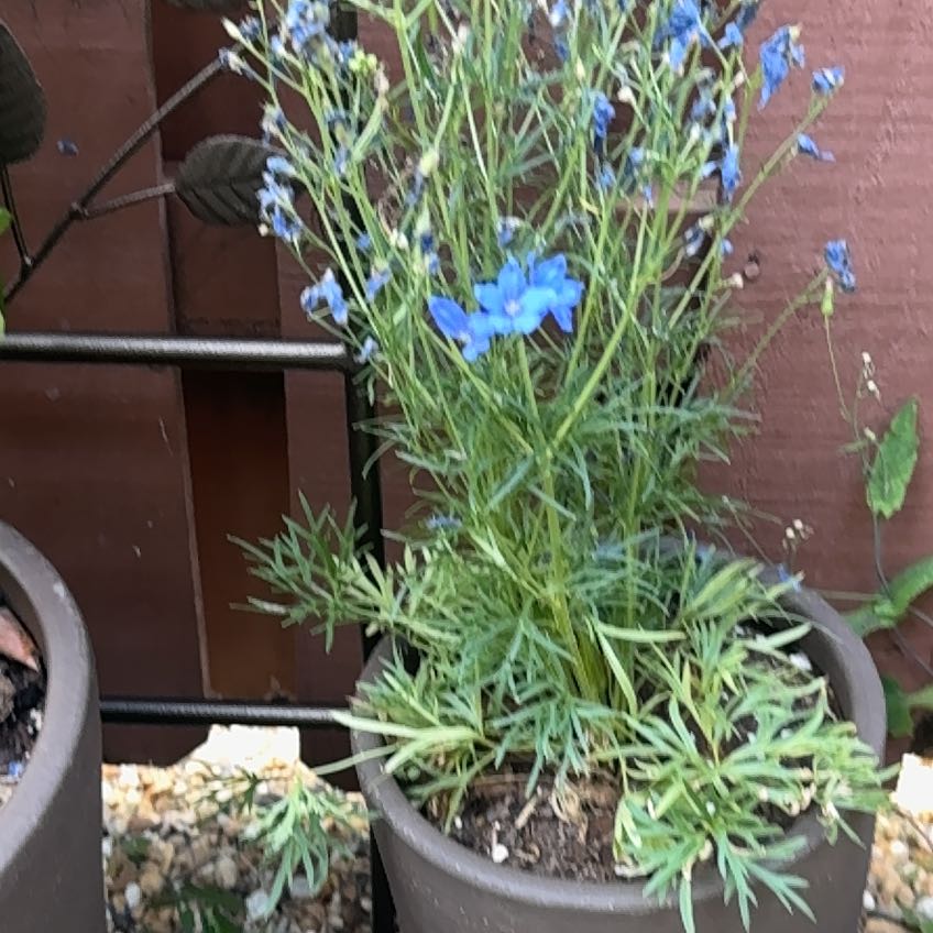 Photo of the plant species Siberian Larkspur by @JauntyTitoki named Kardashian on Greg, the plant care app