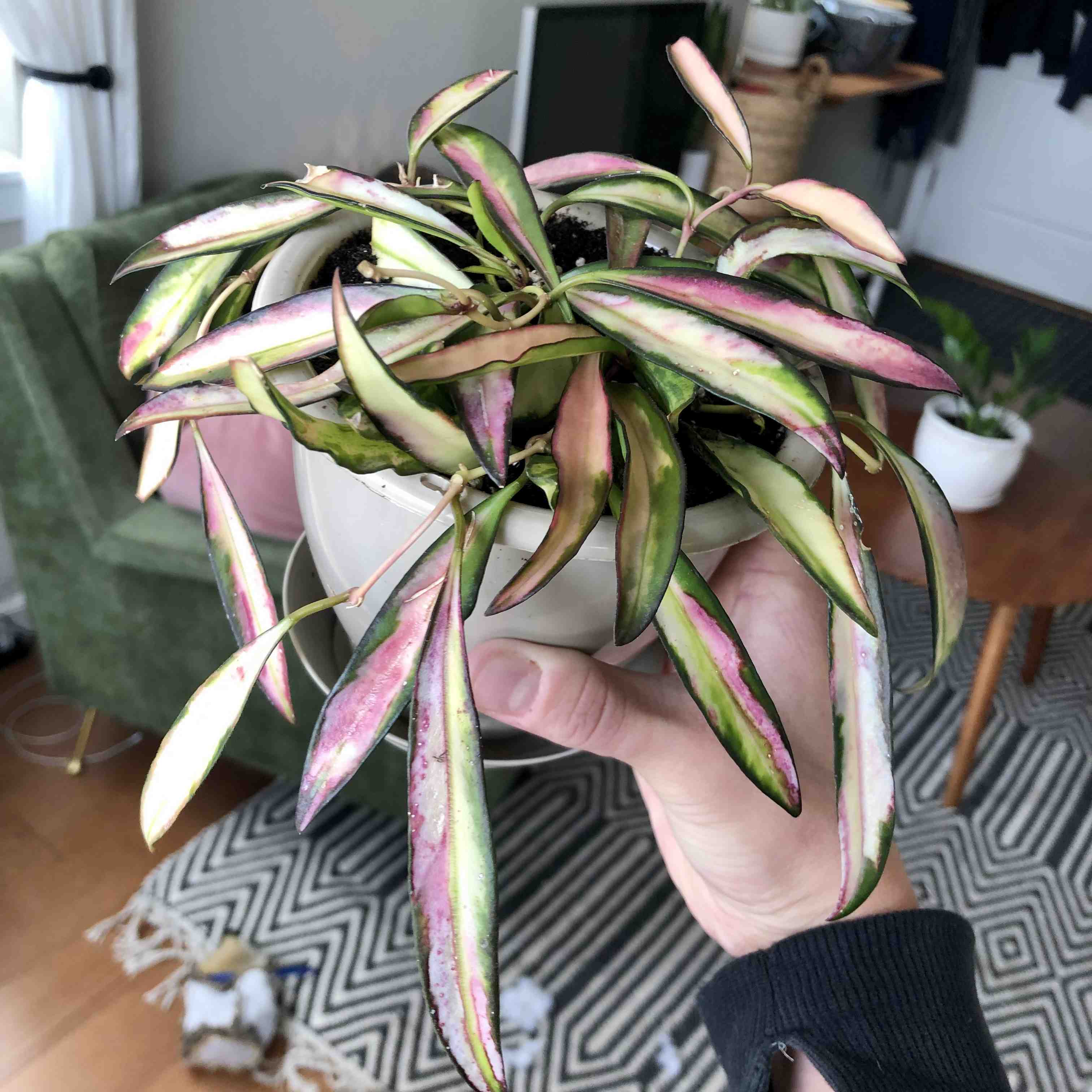 Variegated Hoya kentiana plant with variegated leaves showing signs of yellowing and browning, held by a hand.
