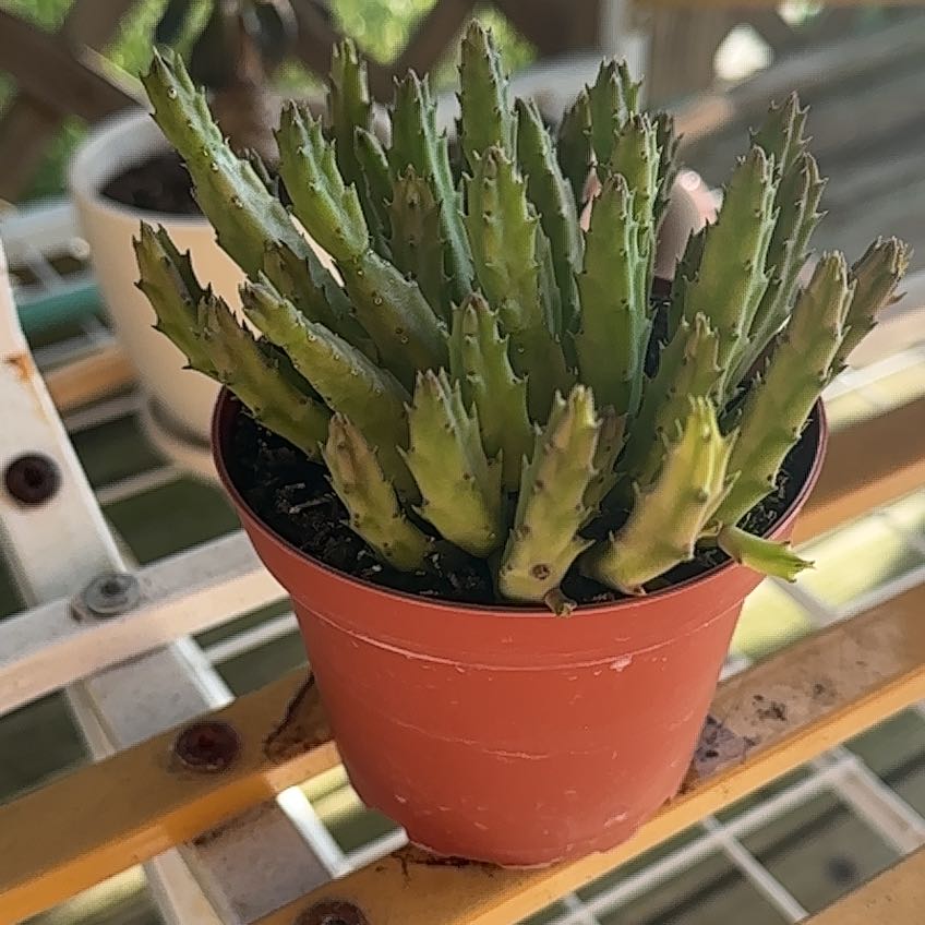 Photo of the plant species Schinz's Stapelia by @SprightlyFicus named Lola on Greg, the plant care app