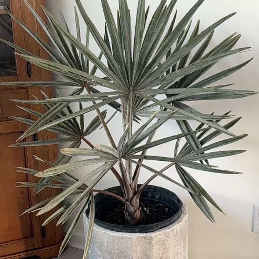 Photo of the plant species Bismarckia by @SprightlyFicus named Demi on Greg, the plant care app