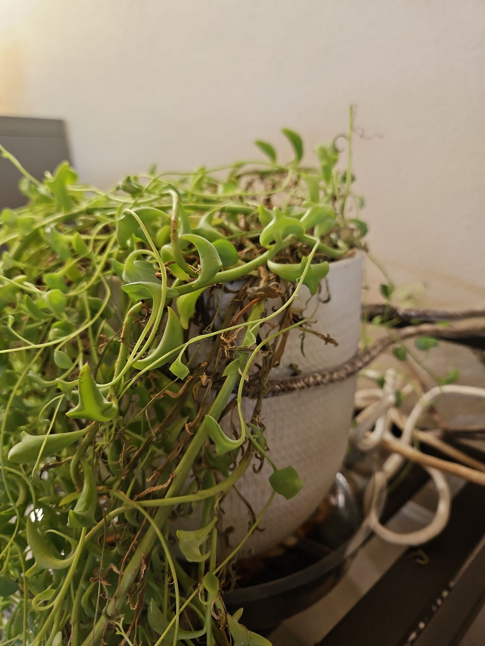 How to Fix Droopy Leaves on Your Dolphin Plant 🐬