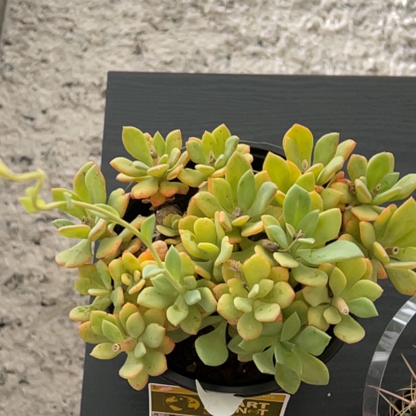 Photo of the plant species Rock Purslane by @JollyPepperface named McKinley on Greg, the plant care app