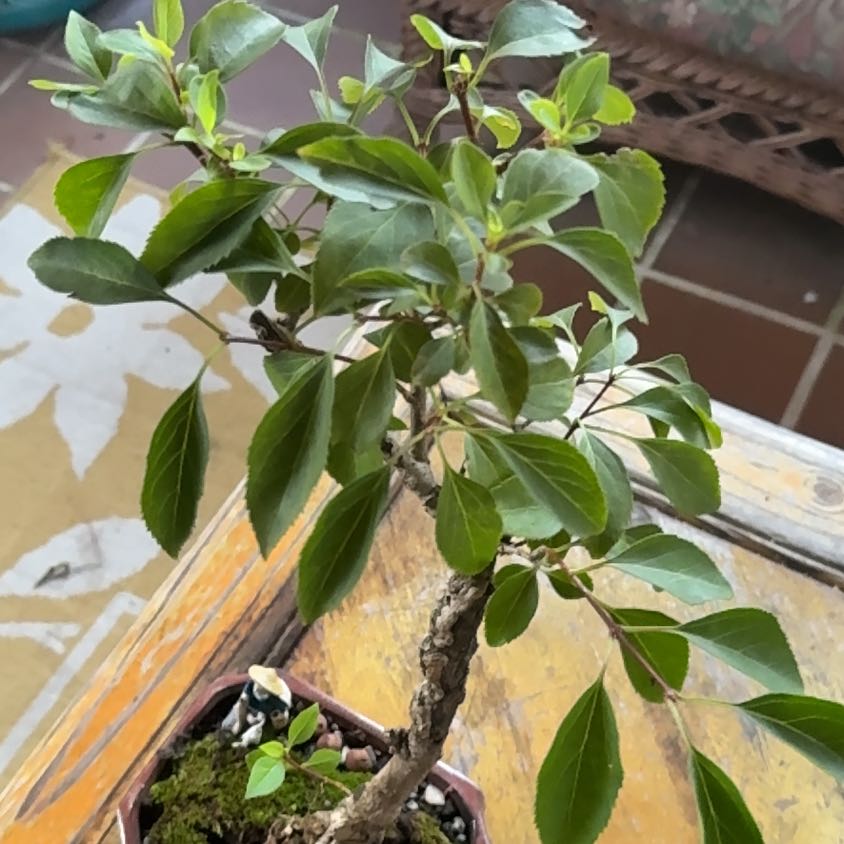 Photo of the plant species Border Forsythia by @Bonsai617 named ChloroPhil on Greg, the plant care app