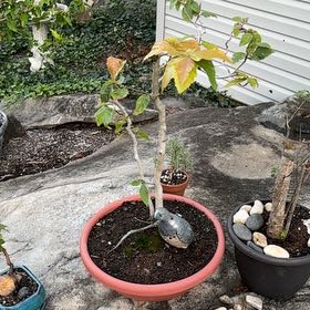 Photo of the plant species American Beech by @Bonsai617 named Harmony on Greg, the plant care app