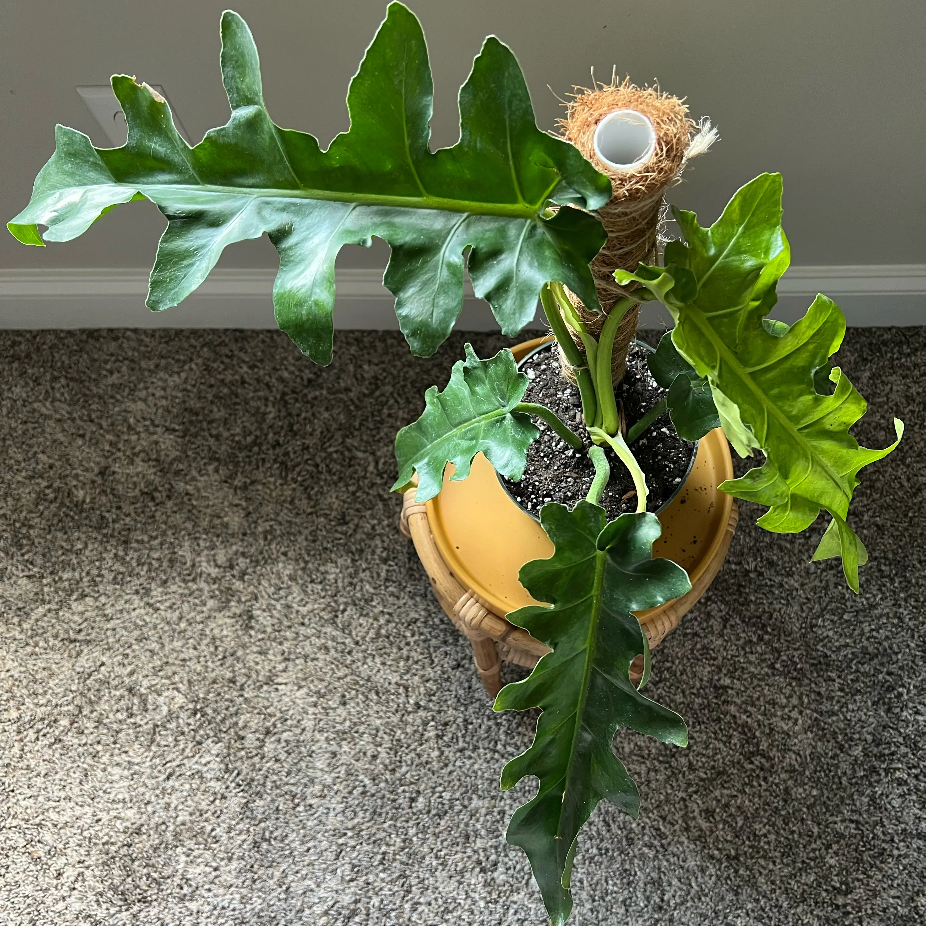 Photo of the plant species Philodendron Bob Cee by @ZingHedgecactus named Bobby Boucher on Greg, the plant care app