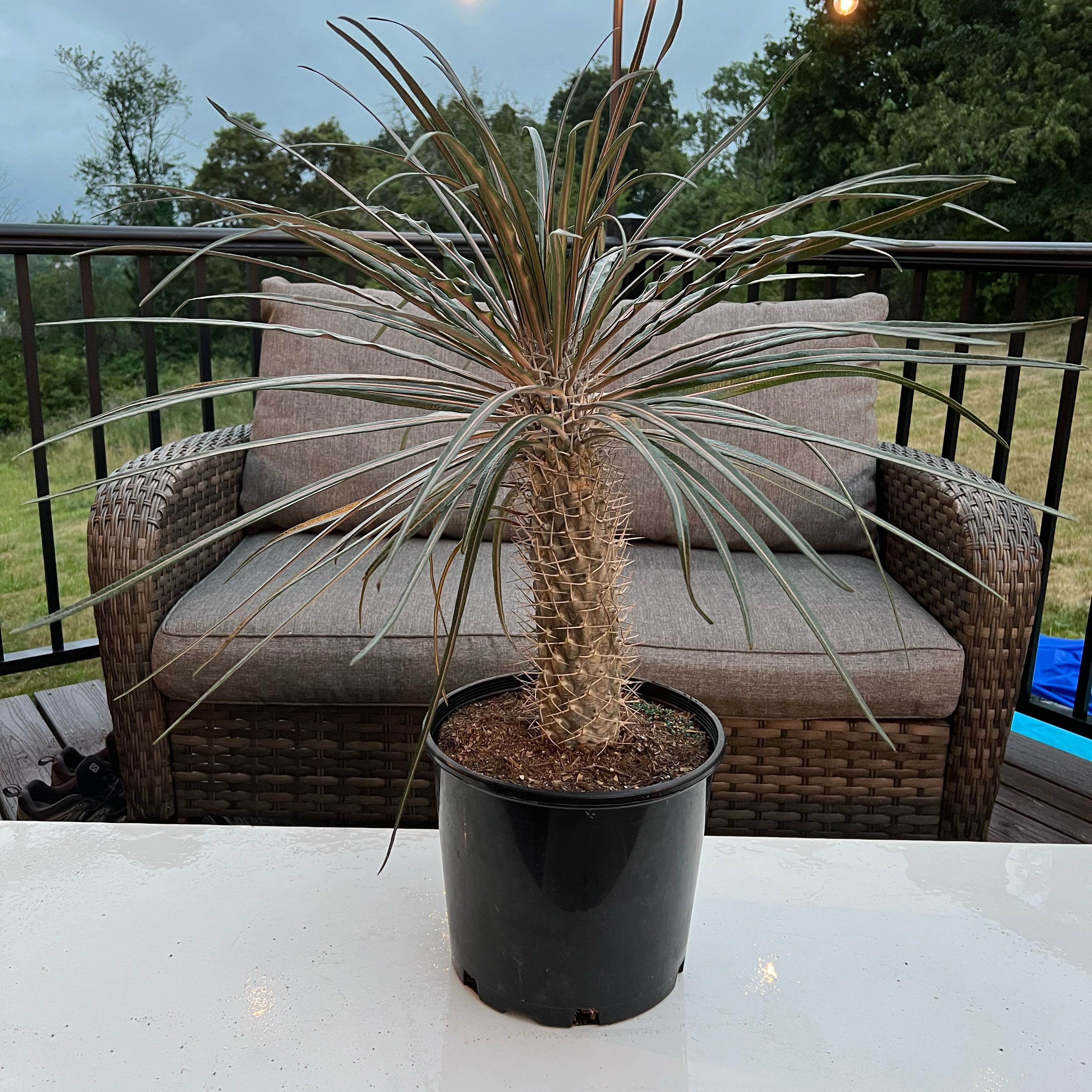 Photo of the plant species Silver Madagascar Palm by @ZingHedgecactus named Miley on Greg, the plant care app