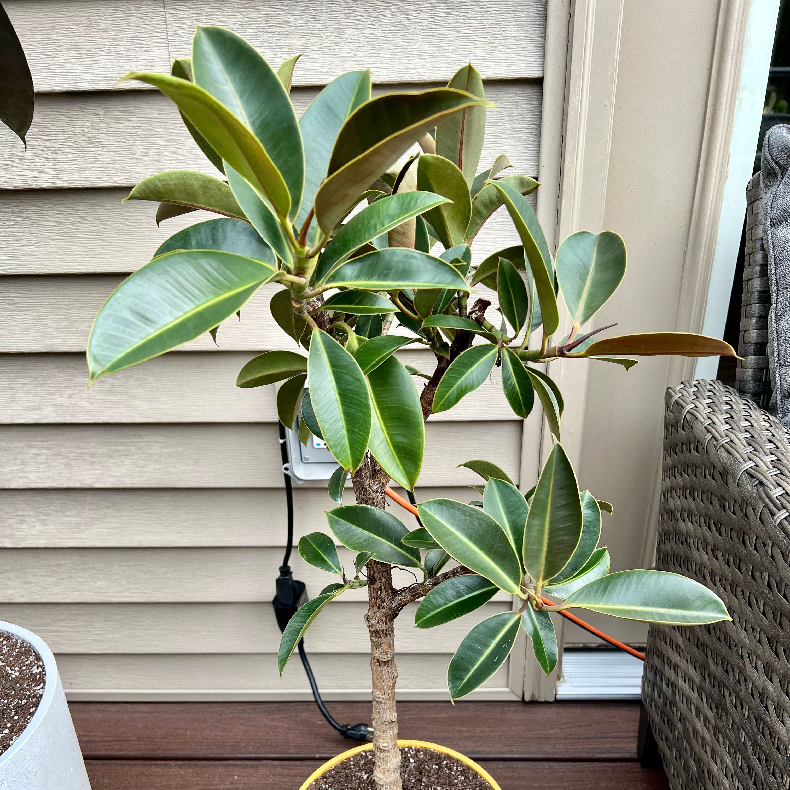 Photo of the plant species Rubber Plant 'Melany' by @ZingHedgecactus named Mel Brooks on Greg, the plant care app