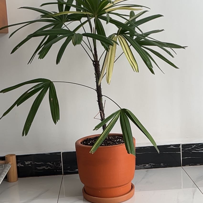 Healthy Rhapis palm in orange pot against white tile. Abundant green foliage with no discoloration or disease visible.