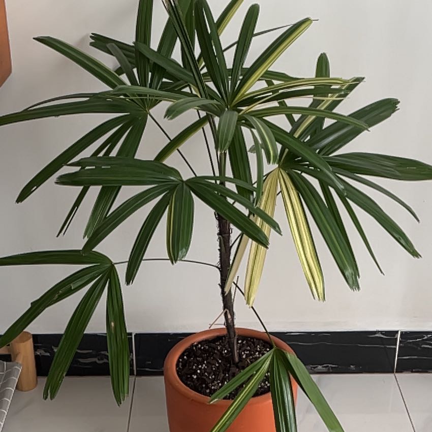 Healthy potted Rhapsis palm plant with lush dark green leaves, well-framed against a white wall.