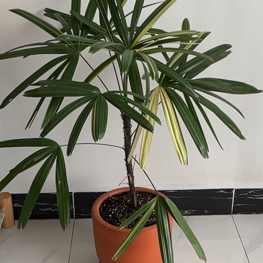 Healthy Rhapsis Palm in a terracotta pot with long green leaves and visible soil, well-framed against a white wall.