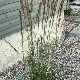 Photo of the plant species Karl forrester by @TopnotchPalqui named Delilah on Greg, the plant care app