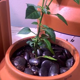 Photo of the plant species Super Chili Pepper by @Mr_Ts_Trees named Baskin on Greg, the plant care app