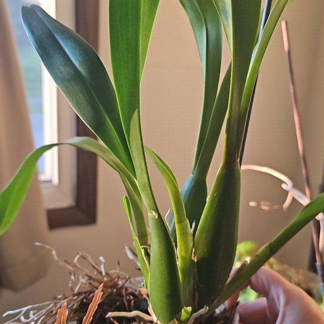 Photo of the plant species Spider Orchid by @MarvelCallalily named Naomi on Greg, the plant care app