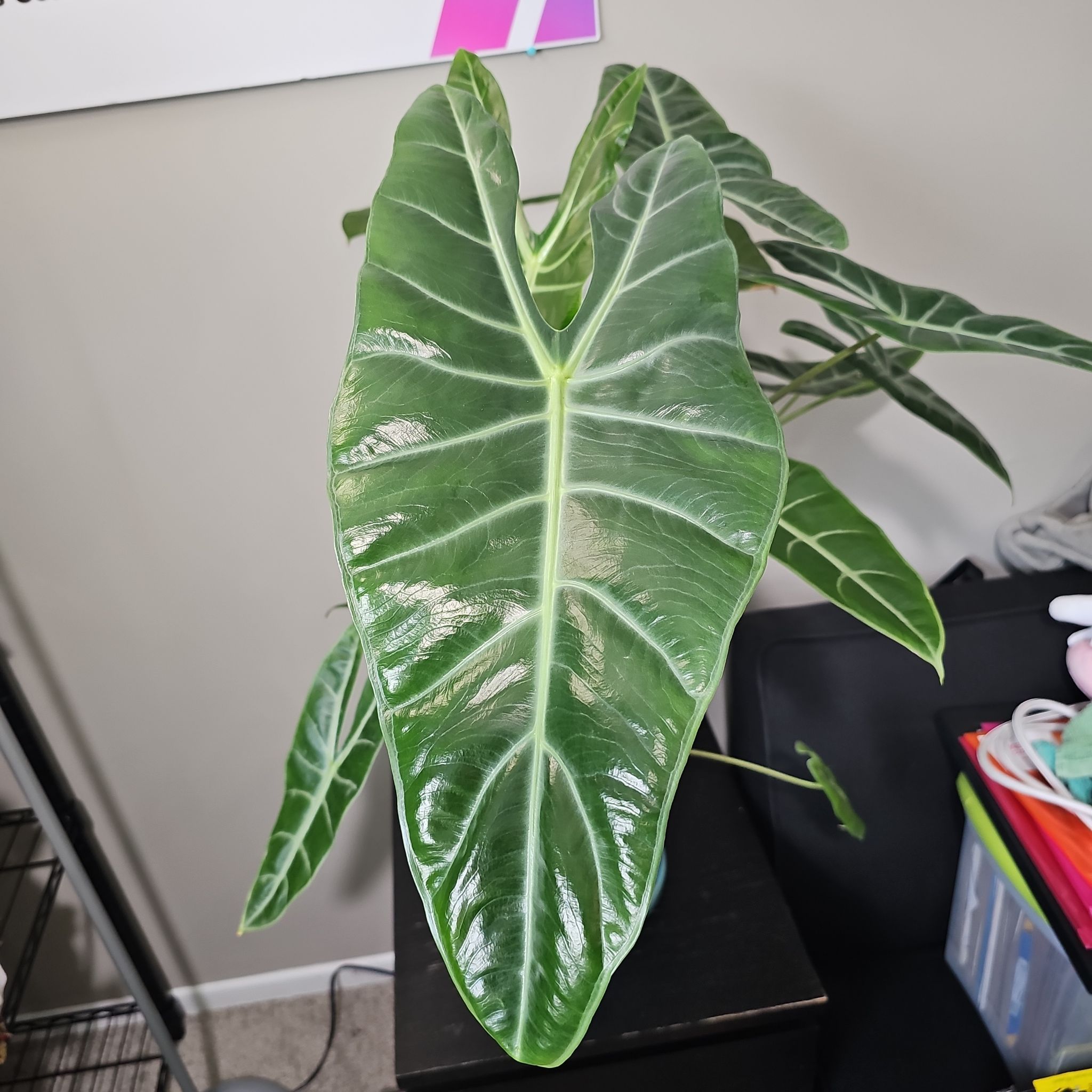 Photo of the plant species Alocasia longiloba 'Dragon's Tooth' by @KelsiC88 named Alocasia Longiloba on Greg, the plant care app