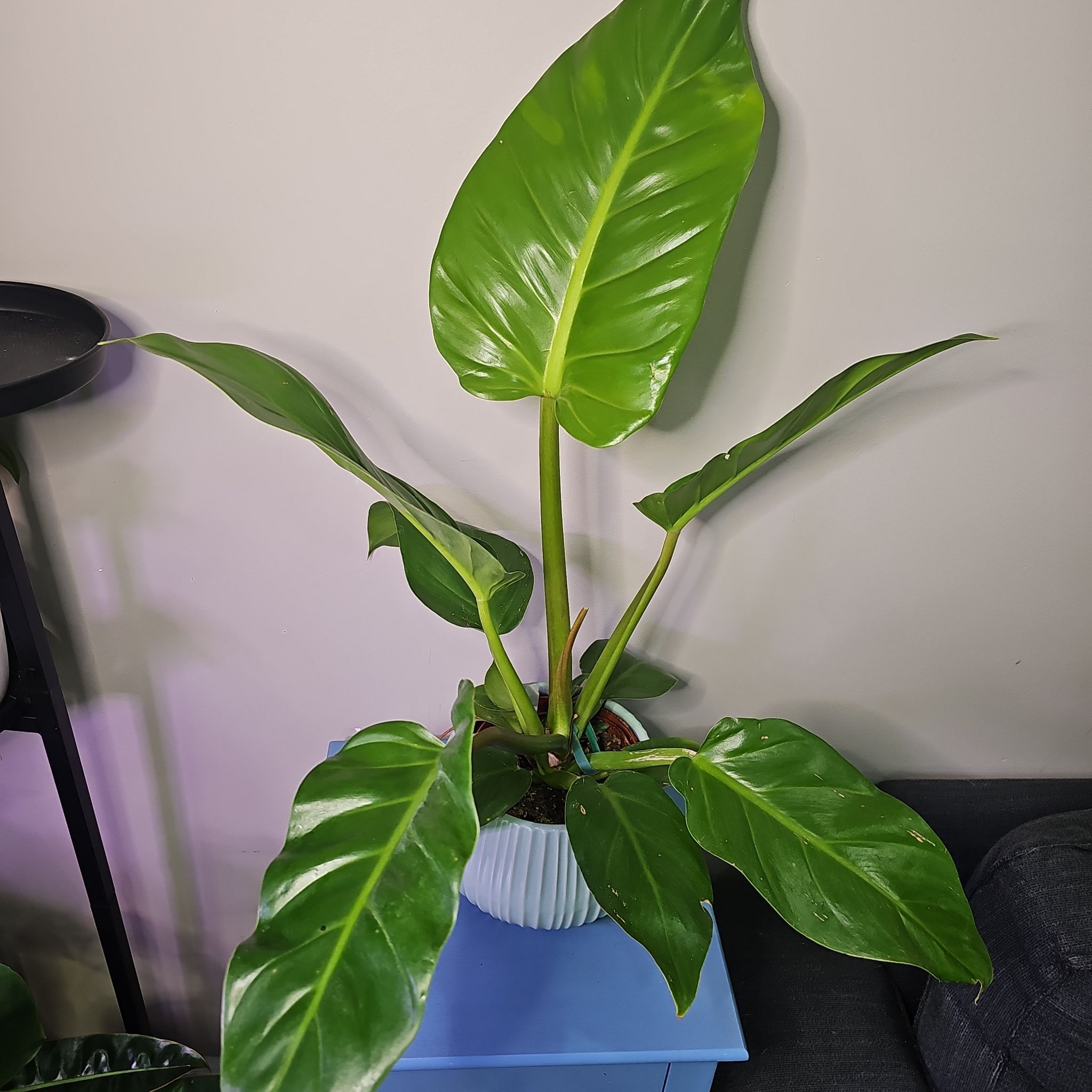 Photo of the plant species Philodendron Golden Melinonii by @KelsiC88 named Philodendron Melinonii on Greg, the plant care app