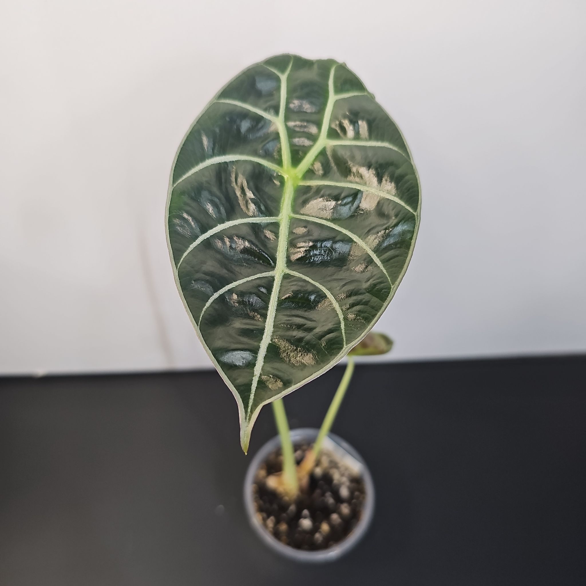 Photo of the plant species Alocasia Watsonia by @KelsiC88 named Alocasia Watsoniana on Greg, the plant care app